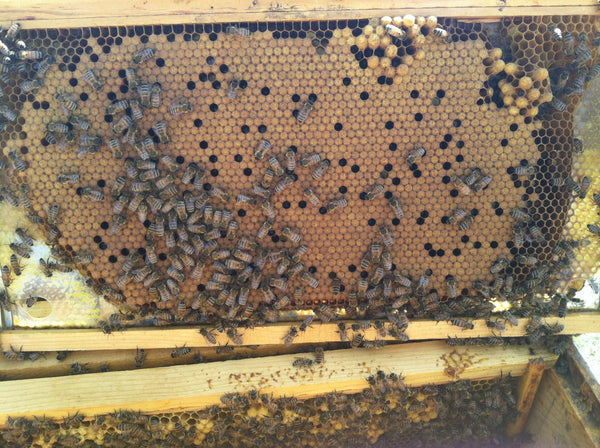 Deep Unassembled Frame (1 or 5 pk) - Harvest Lane Honey