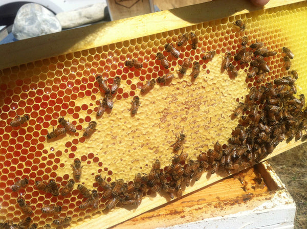 Medium Plastic Beeswax Coated Foundation (1 or 5 pk) - Harvest Lane Honey