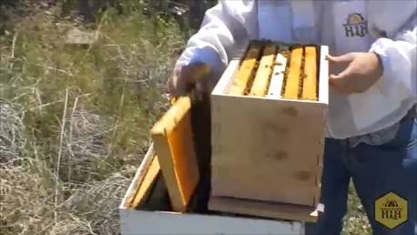 Nuc Box with Lid - Harvest Lane Honey