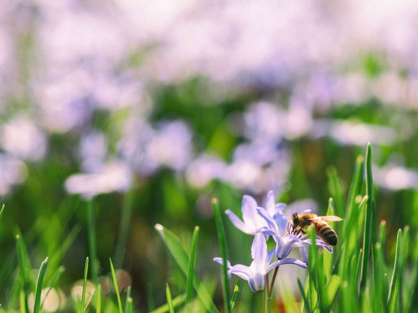 Wildflower Seeds - Harvest Lane Honey